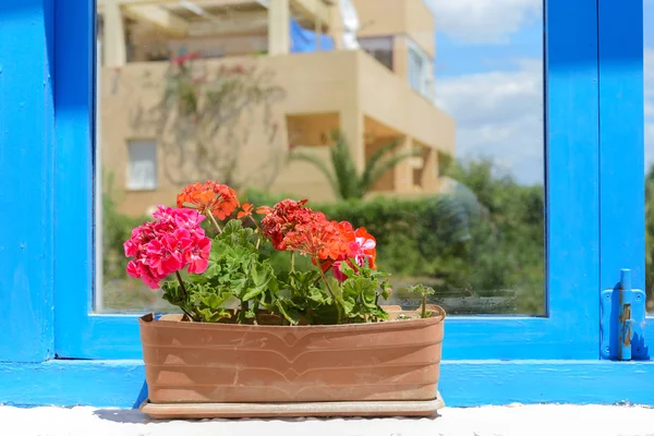 Flores rojas en maceta — Foto de Stock