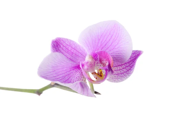 白の背景に美しい紫色蘭 — ストック写真