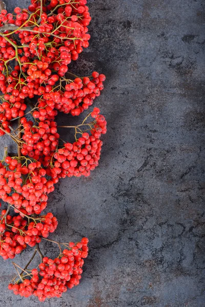 Bunch of red rowan berries — Stock Photo, Image