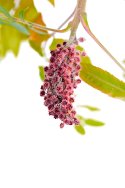 Rhus typhina flor rosa — Foto de Stock