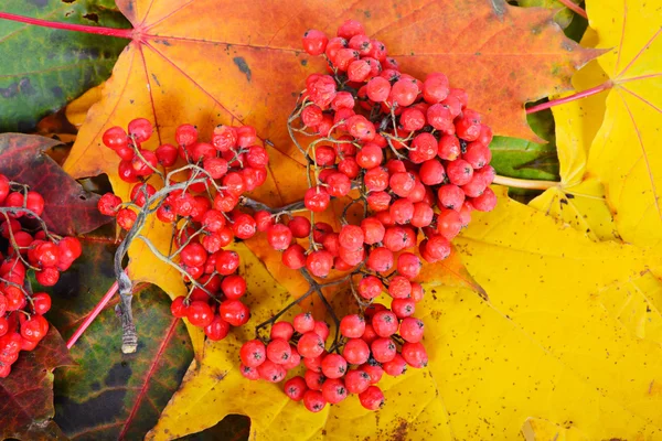 Red sorbus on the autumn maple leafs — Stock Photo, Image