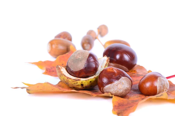 Chestnuts with autumn maple leaves — Stock Photo, Image
