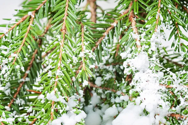 Witte Sneeuwkanon kerstboom — Stockfoto