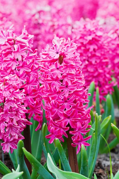 Macro shot of pink hyacinth — Stock Photo, Image