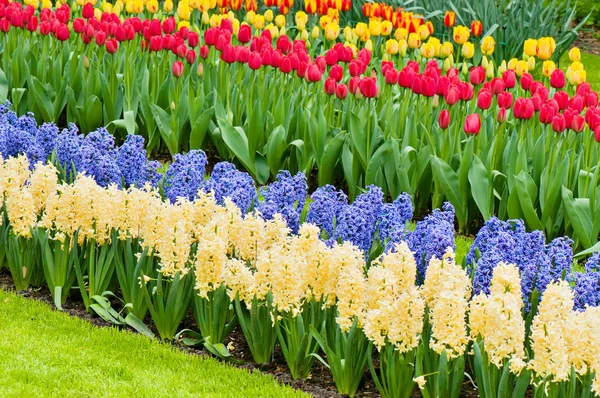 Vibrant flowerbed spring flower park — Stock Photo, Image