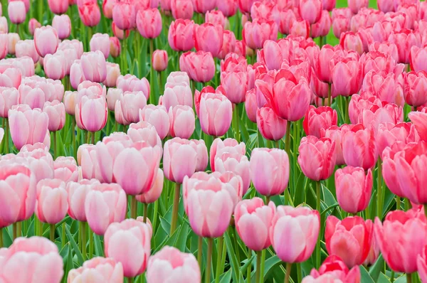 Pink and red tulips on the flowerbed — Stock Photo, Image