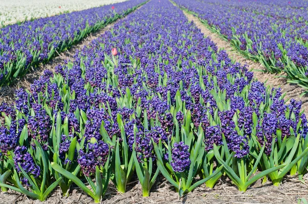 Field of blue hyacinth — Stock Photo, Image