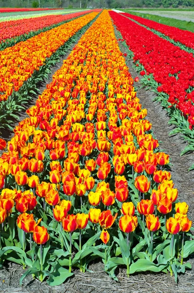 Field of tulips — Stock Photo, Image