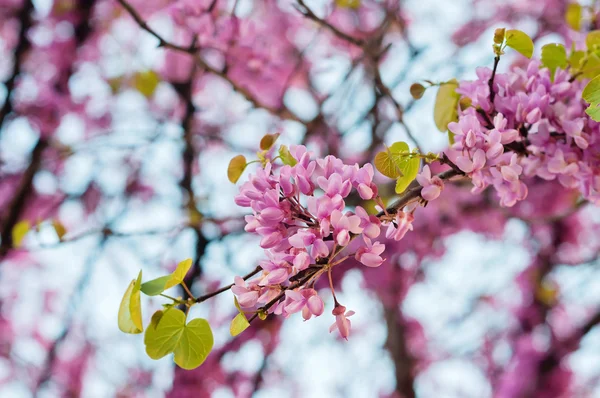 Flowers on tree blossoming in park — Stock Photo, Image