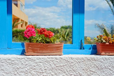 Tencerede Sardunya kırmızı çiçekler