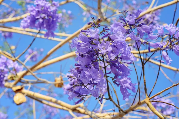 最初紫花、公園の花 — ストック写真