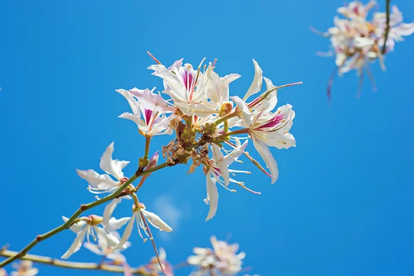 First flowers blossoming in park — Stock Photo, Image