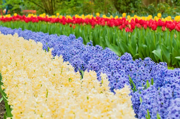Multicolored hyacinth flowerbed spring flower park — Stock Photo, Image