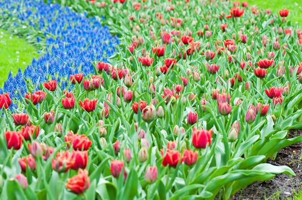 Red tulips and blue hyacinth — Stock Photo, Image