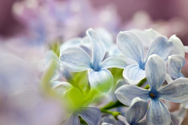 Close-up van lila bloemen — Stockfoto