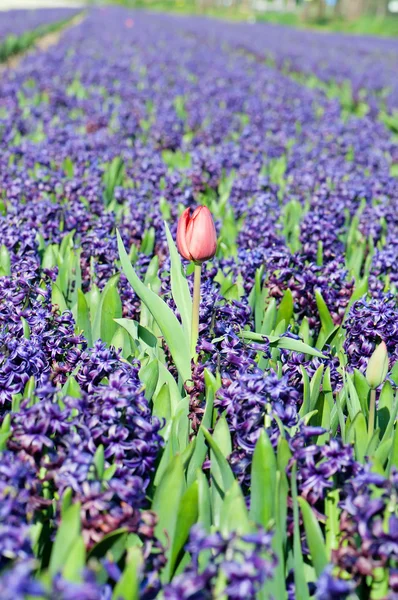 Field of blue hyacinth with red tulip — Stock Photo, Image