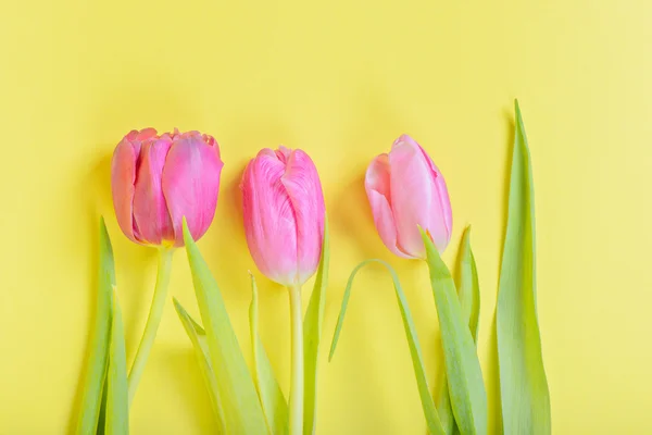 Tre rosa tulpaner på gula — Stockfoto