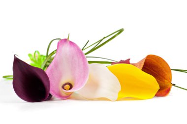 Çok renkli calla lily buket