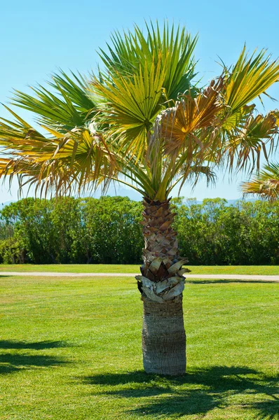 Одинокая пальма в парке — стоковое фото