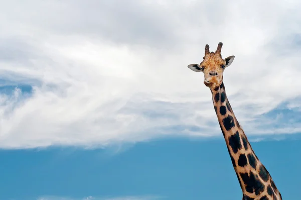 Giraffen hals och huvud mot klarblå himmel — Stockfoto