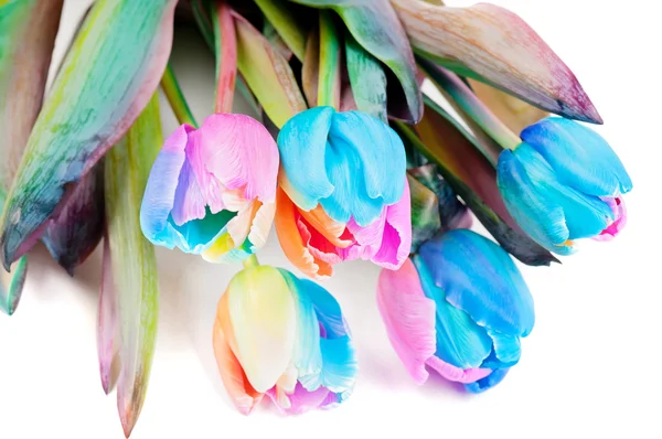 Strange multicolored tulips — Stock Photo, Image