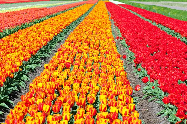 Field of red and striped tulips — Stock Photo, Image