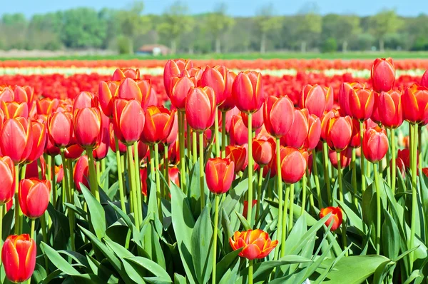 Red tulips field in Holland — Stock Photo, Image
