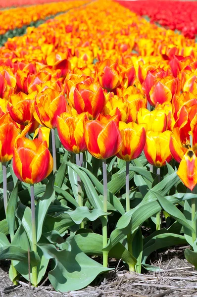 Spring field of red and striped tulips — Stock Photo, Image