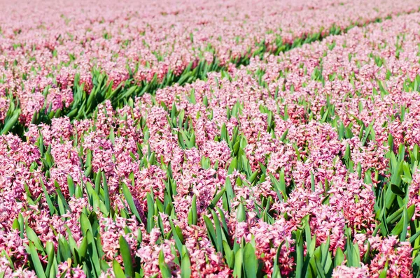 Field of pink hyacinths with red tulip — Stock Photo, Image