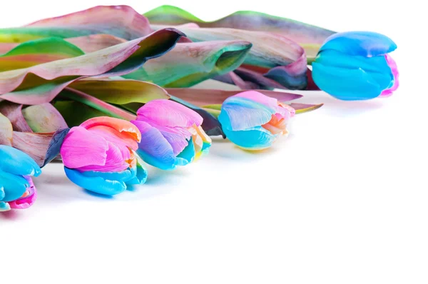Ongebruikelijke regenboog tulpen op wit — Stockfoto