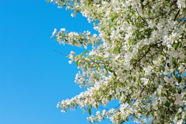 Prunus padus çiçeği