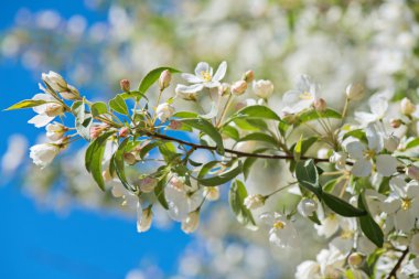 Prunus kuş kiraz, makro