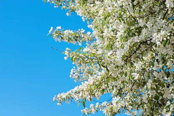 Prunus padus blossom — Stock Photo, Image
