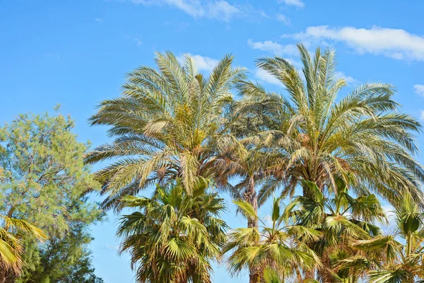 Palm tree tops against a blue sky Royalty Free Stock Images