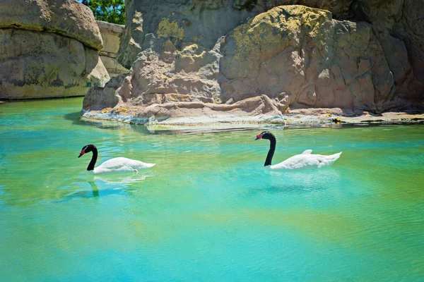 Two black-necked swans — Stock Photo, Image