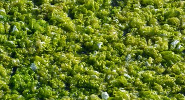 Deniz Haliç yeşil algler