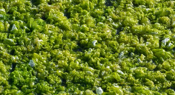 Algas verdes no estuário marinho — Fotografia de Stock