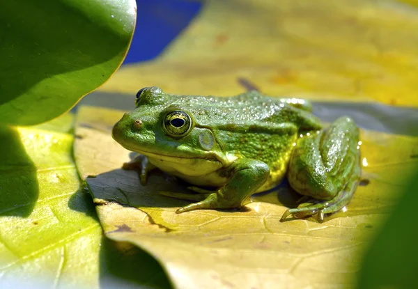 Marsh kikkers in de vijver — Stockfoto