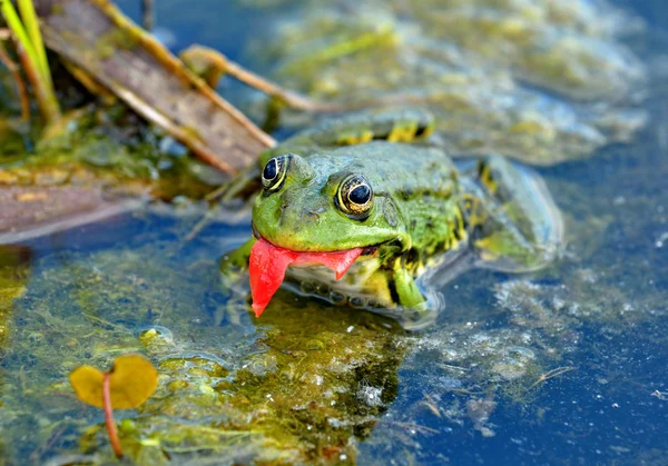 Marsh frog in the swamp — Stock Photo, Image