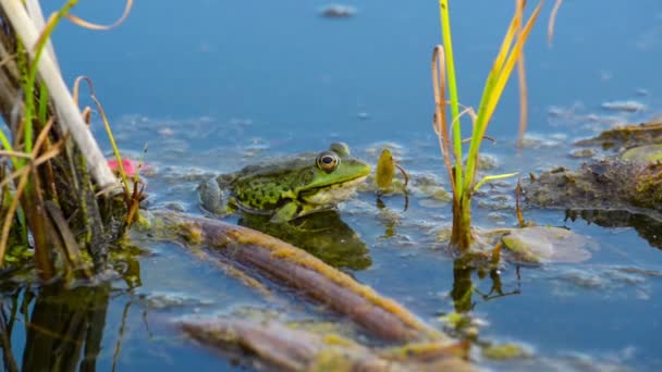 Marsh kikker op een blad van waterlelies in een meer — Stockvideo