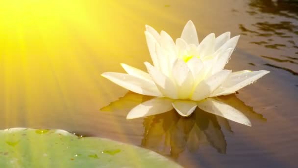 Lindo waterlily nos raios de sol dourados — Vídeo de Stock