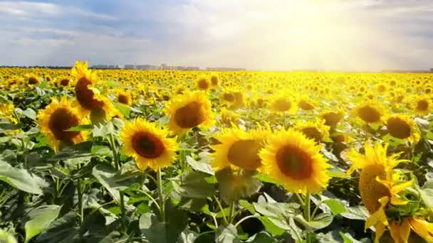 Strahlende Sonne über dem Sonnenblumenfeld — Stockvideo