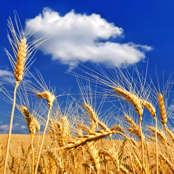 Wheat ears on the field — Stock Photo, Image