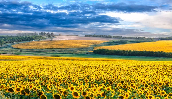 Malerisches Sonnenblumenfeld — Stockfoto
