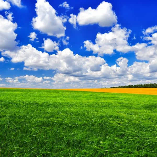 Campo de trigo verde — Foto de Stock