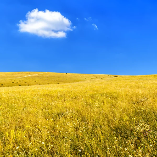Stepowy z suchej trawy — Zdjęcie stockowe