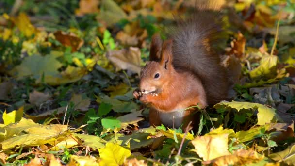 Eichhörnchen im Herbstwald — Stockvideo