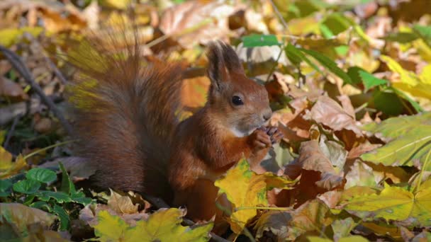 Wiewiórka w jesiennym lesie — Wideo stockowe