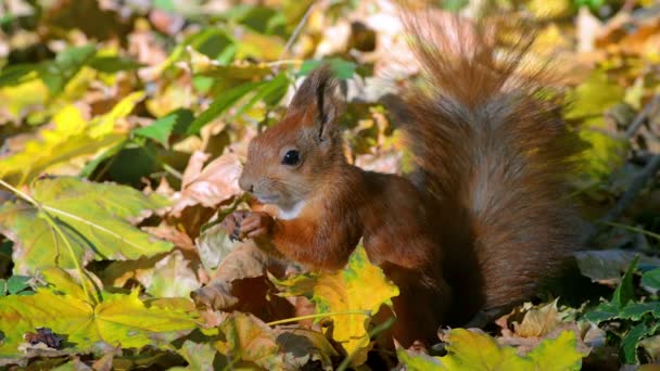 écureuil dans la forêt d'automne