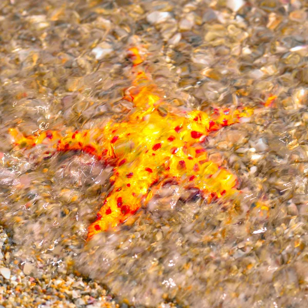 Starfish i havets vågor — Stockfoto